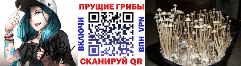 omg вход  shop формула  Псилоцибиновые грибы GOLDEN TEACHER  Кыштым 
